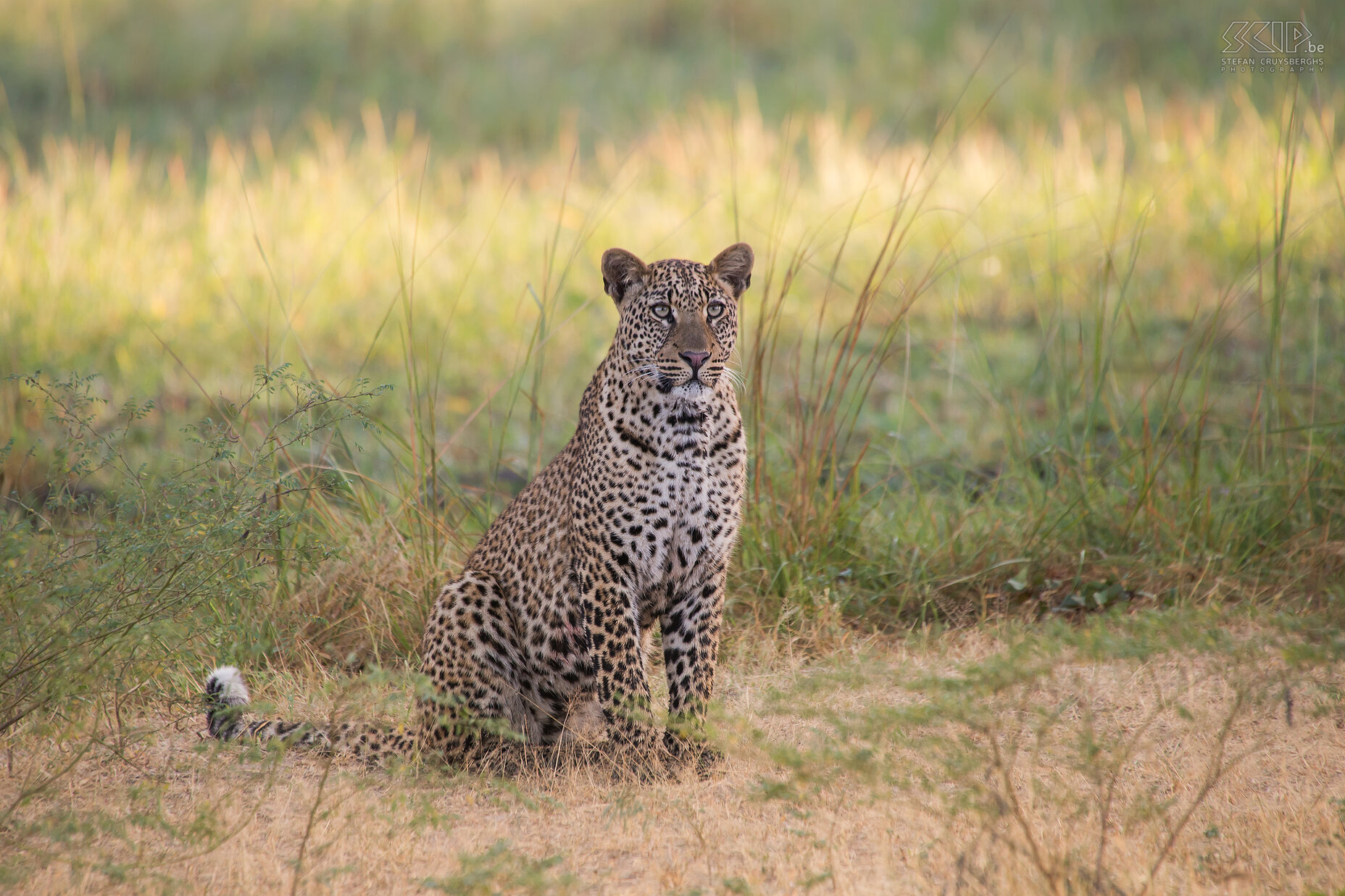 South Luangwa - Luipaard Een gewonde nijlvaraan was uit een van de bomen gevallen. Dus ging een van de luipaarden op zoek naar deze gemakkelijke prooi. Hij komt vrij dichtbij onze jeep, gaat dan terug en klimt in een boom en springt er nadien weer uit. De varaan kan hij niet vinden en uiteindelijk verdwijnen beide luipaarden in het hoge gras. Stefan Cruysberghs